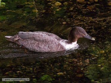 Eigentümliche Ente in einem Bach beim Ismaninger Speichersee