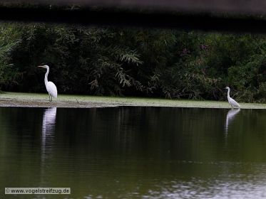 Nicht etwa Vater und Sohn, sondern Silberreiher und Seidenreiher