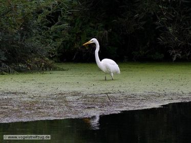Silbereiher auf Nahrungssuche
