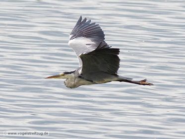 Graureiher überfliegt Ismaninger Speichersee