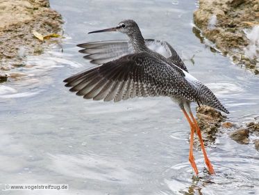 Dunkler Wasserläufer im Ismaninger Speichersee