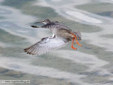 Dunkler Wasserläufer im Ismaninger Speichersee