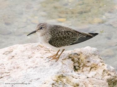 Temminckstrandläufer im Ismaninger Speichersee