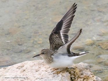 Temminckstrandläufer im Ismaninger Speichersee