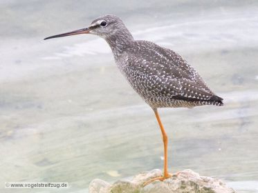 Dunkler Wasserläufer im Ismaninger Speichersee