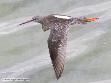 Dunkler Wasserläufer im Ismaninger Speichersee