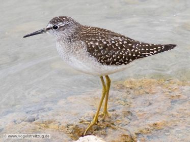 Bruchwasserläufer im Ismaninger Speichersee