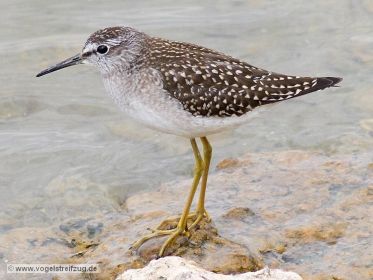 Bruchwasserläufer im Ismaninger Speichersee