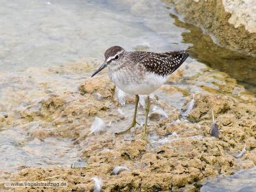 Bruchwasserläufer im Ismaninger Speichersee