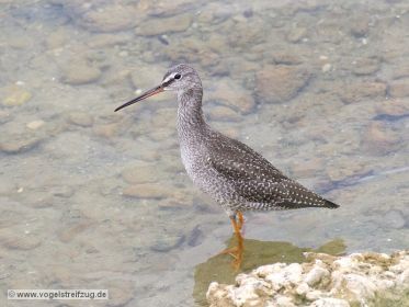 Dunkler Wasserläufer im Ismaninger Speichersee