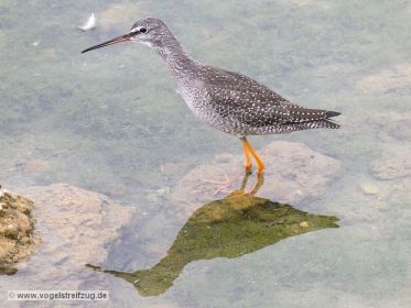 Dunkler Wasserläufer im Ismaninger Speichersee