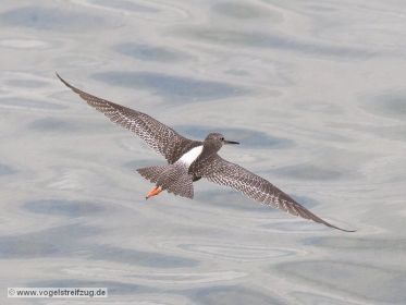 Dunkler Wasserläufer im Ismaninger Speichersee