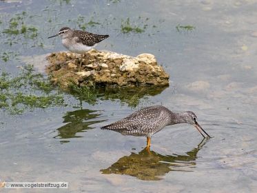 Dunkler Wasserläufer und Bruchwasserläufer