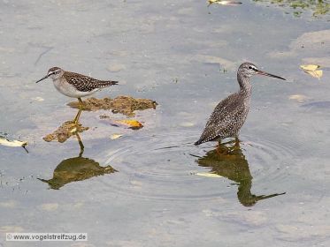 Dunkler Wasserläufer und Bruchwasserläufer