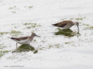 Bruchwasserläufer im Ismaninger Speichersee