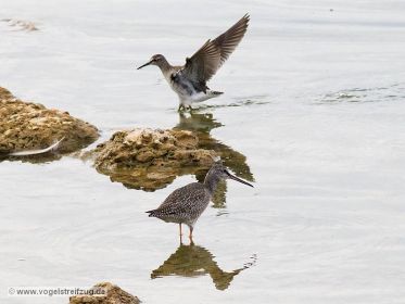 Dunkler Wasserläufer und Bruchwasserläufer