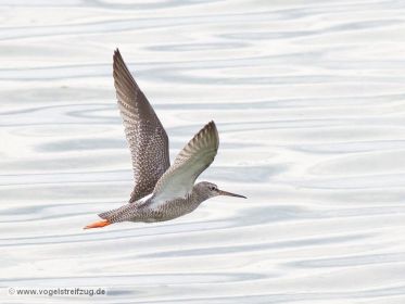 Dunkler Wasserläufer im Ismaninger Speichersee