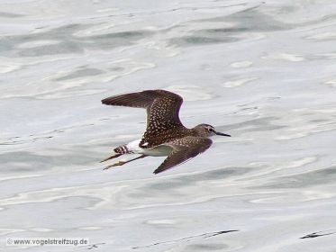 Bruchwasserläufer im Ismaninger Speichersee