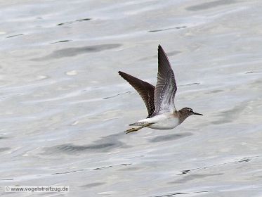 Bruchwasserläufer im Ismaninger Speichersee