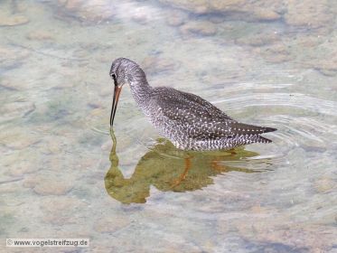 Dunkler Wasserläufer im Ismaninger Speichersee