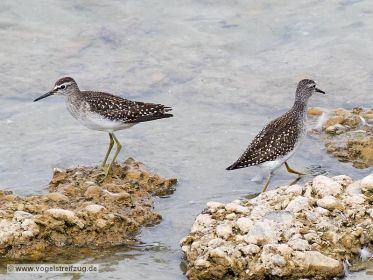 Dunkler Wasserläufer und Bruchwasserläufer