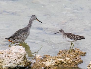 Dunkler Wasserläufer und Bruchwasserläufer