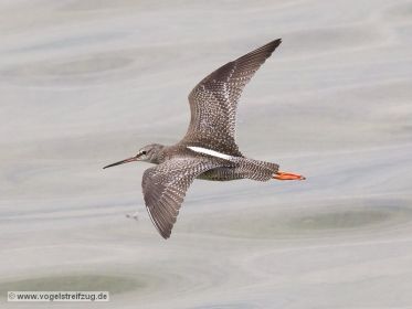 Dunkler Wasserläufer im Ismaninger Speichersee