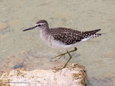 Bruchwasserläufer im Ismaninger Speichersee