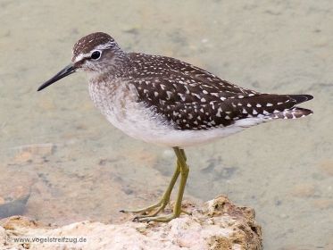 Bruchwasserläufer im Ismaninger Speichersee