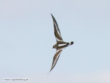 Steinwälzer im Flug. Aus weiter Entfernung aufgenommen.