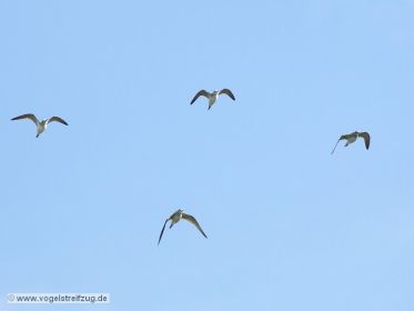 Grünschenkel im Anflug