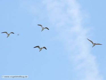 Grünschenkel im Anflug