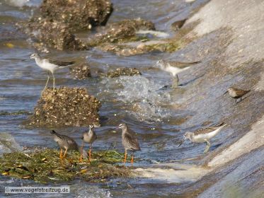 Dunkler Wasserläufer, Grünschenkel, Alpenstrandläufer, Flussuferläufer