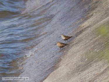 Zwei Alpenstrandläufer am Damm