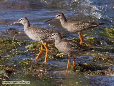 Drei Dunkle Wasserläufer im Ismaninger Speichersee
