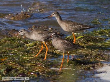 Drei Dunkle Wasserläufer im Ismaninger Speichersee