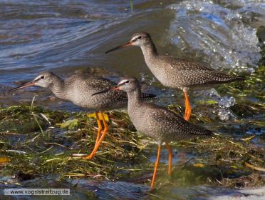 Drei Dunkle Wasserläufer im Ismaninger Speichersee