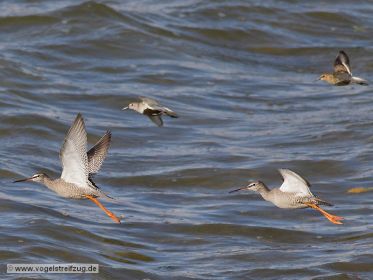Dunkler Wasserläufer mit Alpenstrandläufer