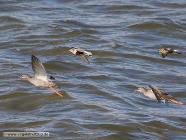 Dunkler Wasserläufer mit Alpenstrandläufer