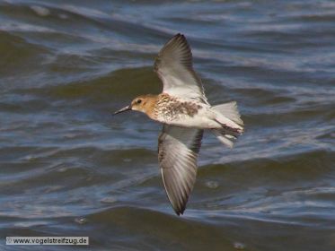 Alpenstrandläufer fliegt über Ismaninger Speichersee