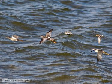 Dunkler Wasserläufer mit Alpenstrandläufer
