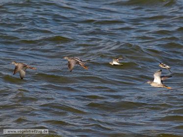 Dunkler Wasserläufer mit Alpenstrandläufer