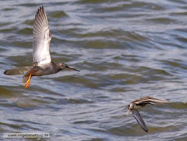 Dunkler Wasserläufer mit Alpenstrandläufer