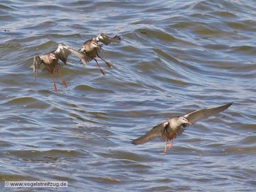 Dunkler Wasserläufer im Flug über dem Ismaninger Speichersee