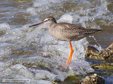 Dunkler Wasserläufer im Ismaninger Speichersee