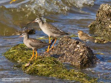 Dunkler Wasserläufer mit Alpenstrandläufer