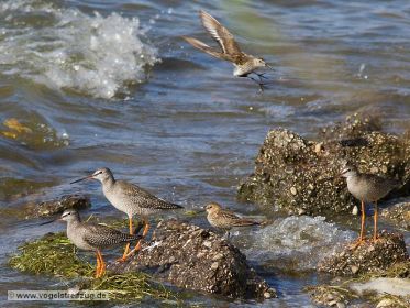 Dunkler Wasserläufer mit Alpenstrandläufer
