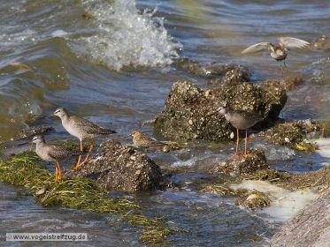 Dunkler Wasserläufer mit Alpenstrandläufer
