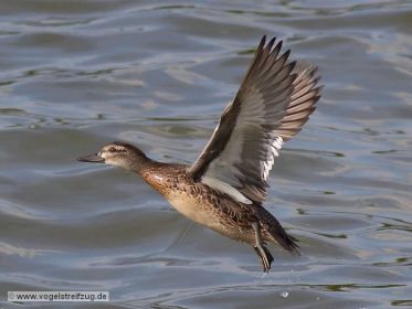 Knäkente fliegt davon