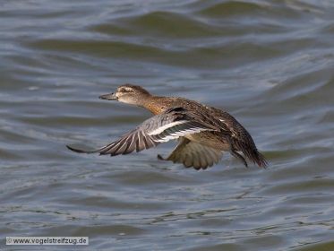 Knäkente fliegt davon